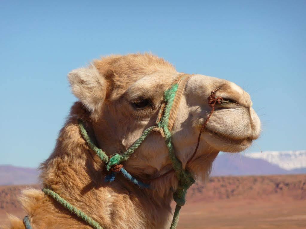 Maison Hassan Merzouga Exteriér fotografie